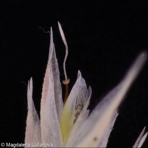 Corynephorus canescens