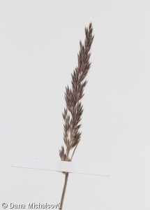 Corynephorus canescens – paličkovec šedavý