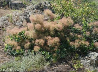 Cotinus coggygria