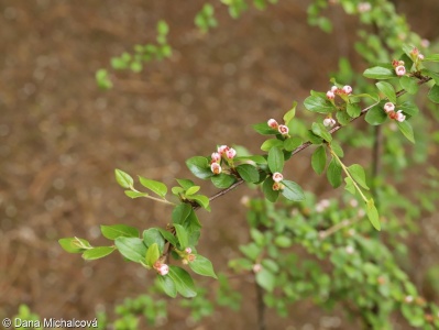 Cotoneaster divaricatus – skalník rozkladitý