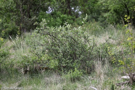 Cotoneaster integerrimus – skalník celokrajný