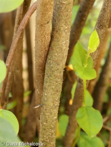 Cotoneaster acutifolius – skalník lesklý
