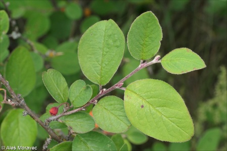 Cotoneaster laxiflorus &ndash; skalník černoplodý