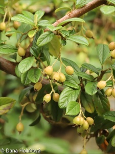 Cotoneaster salicifolius – skalník vrbolistý, s. vždyzelený