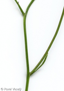 Crepis biennis – škarda dvouletá