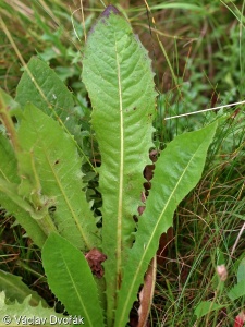 Crepis conyzifolia