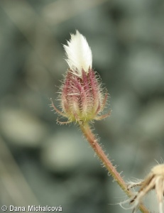 Crepis foetida subsp. rhoeadifolia – škarda smrdutá mákolistá