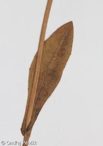 Crepis mollis subsp. succisifolia – škarda měkká čertkusolistá