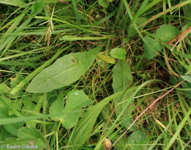 Crepis mollis subsp. succisifolia – škarda měkká čertkusolistá