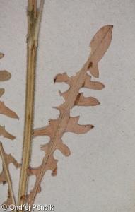 Crepis nicaeensis – škarda nizzská