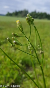 Crepis pulchra – škarda sličná