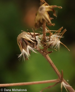 Crepis sibirica – škarda sibiřská