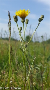 Crepis tectorum subsp. tectorum – škarda střešní pravá