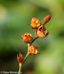 Crocosmia ×crocosmiiflora – křešina, montbrécie