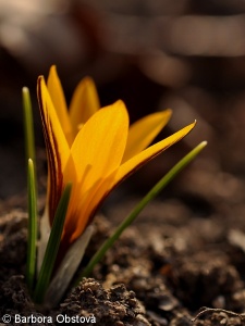 Crocus chrysanthus – šafrán zlatý