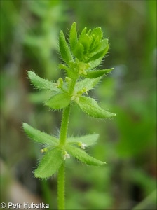 Cruciata pedemontana