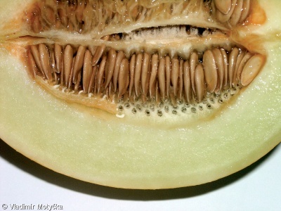 Cucumis melo – meloun cukrový