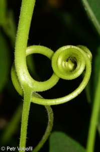 Cucurbita ficifolia – tykev fíkolistá, dýně fíkolistá