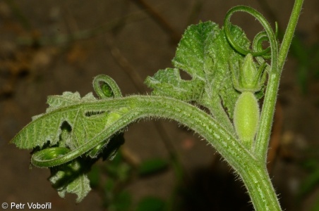 Cucurbita ficifolia – tykev fíkolistá, dýně fíkolistá