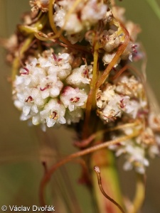 Cuscuta approximata subsp. approximata – kokotice žlutavá pravá