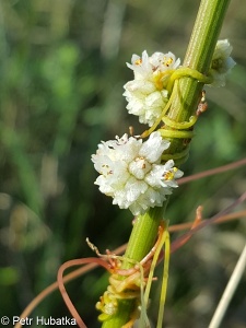 Cuscuta approximata subsp. approximata – kokotice žlutavá pravá