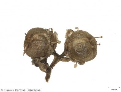 Cuscuta campestris – kokotice ladní