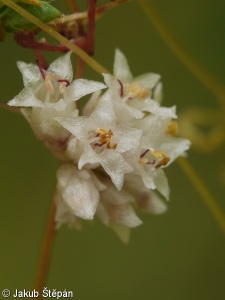 Cuscuta epithymum subsp. epithymum – kokotice povázka pravá