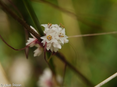 Cuscuta epithymum subsp. epithymum – kokotice povázka pravá