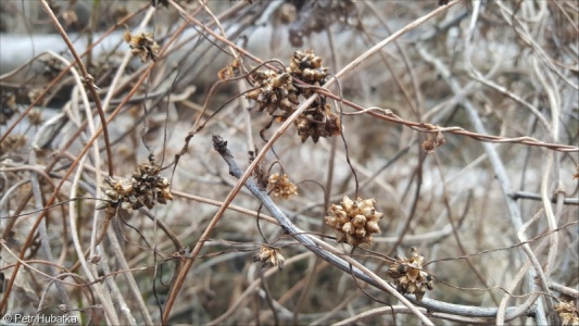 Cuscuta europaea