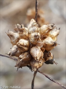 Cuscuta europaea