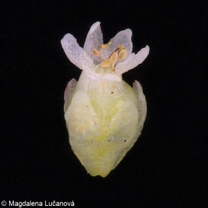Cuscuta europaea &ndash; kokotice evropská