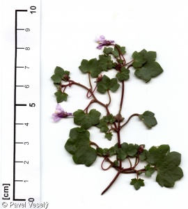 Cymbalaria muralis subsp. muralis – zvěšinec zední pravý