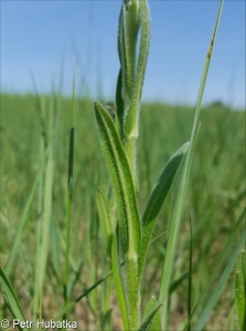 Cynoglossum montanum