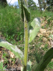 Cynoglossum montanum – užanka uherská