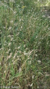 Cynosurus echinatus &ndash; poháňka ježatá