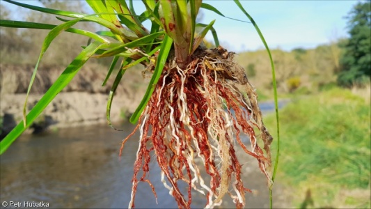 Cyperus eragrostis