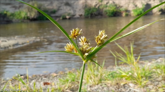 Cyperus eragrostis