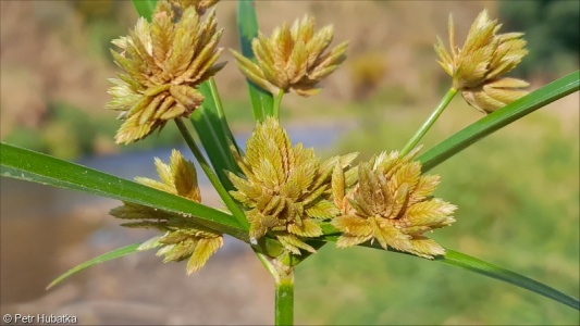 Cyperus eragrostis