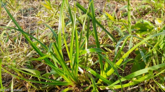 Cyperus eragrostis