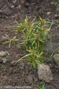 Cyperus flavescens – šáchor žlutavý