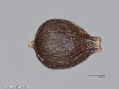 Cyperus flavescens – šáchor žlutavý