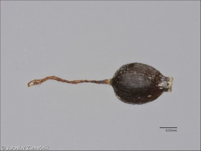 Cyperus flavescens – šáchor žlutavý