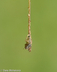 Cystopteris fragilis – puchýřník křehký