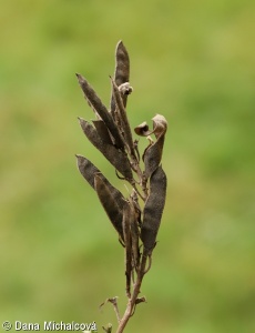 Cytisus nigricans – čilimník černající