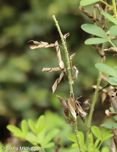 Cytisus nigricans subsp. nigricans – čilimník černající pravý