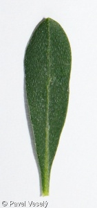 Cytisus procumbens – čilimník poléhavý