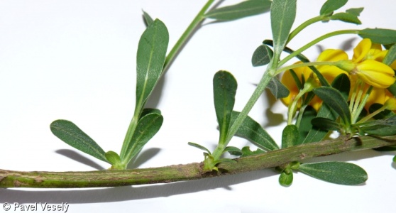Cytisus procumbens – čilimník poléhavý