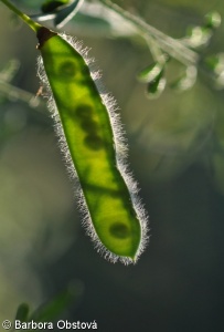 Cytisus scoparius – janovec metlatý