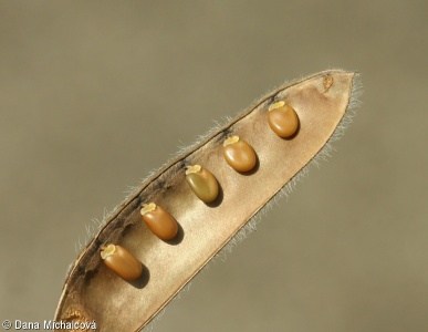 Cytisus scoparius subsp. scoparius – janovec metlatý pravý