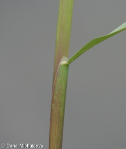 Dactylis glomerata – srha laločnatá, srha říznačka